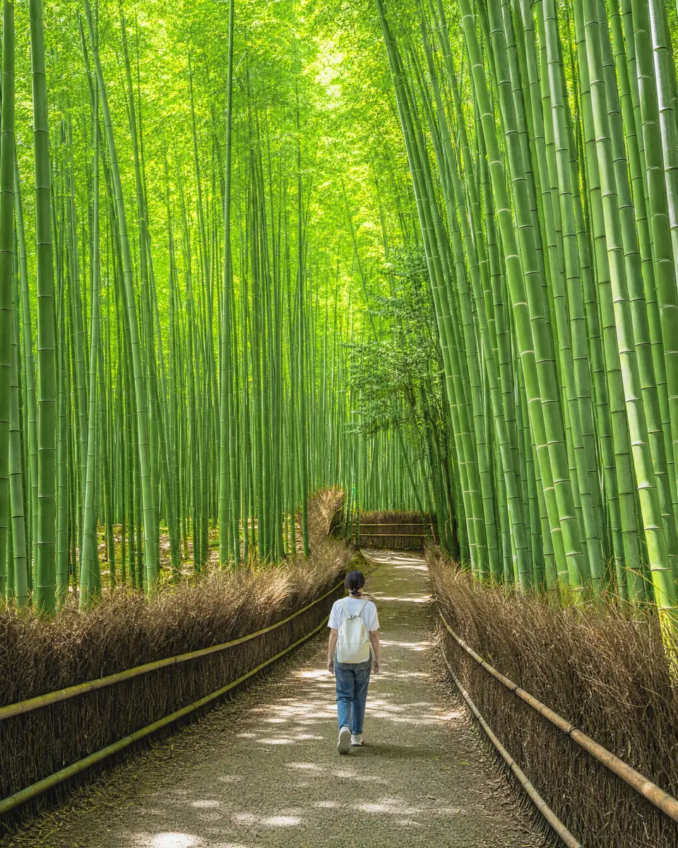 Morning light in the Arashiyama bamboo path