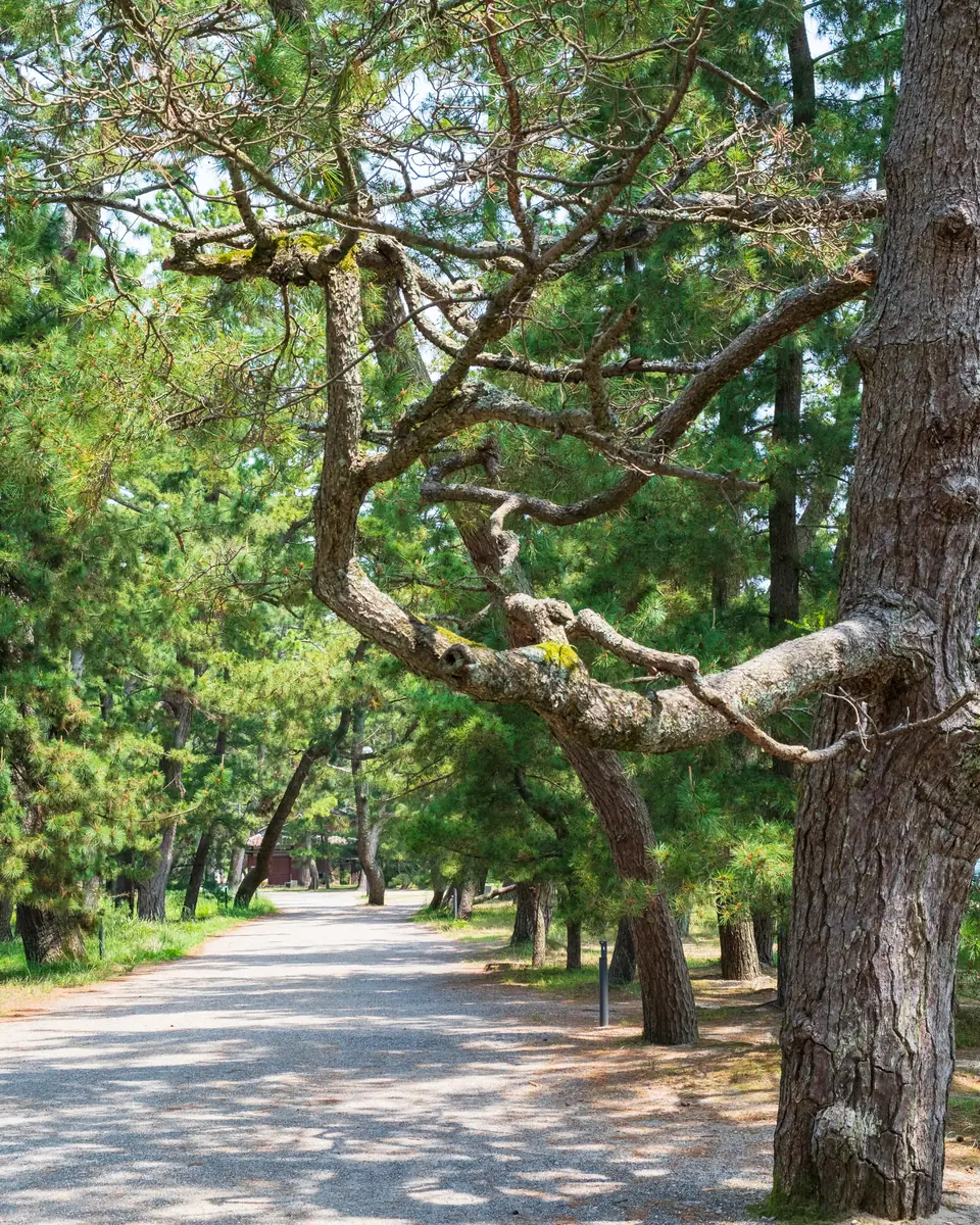 The pine-lined path of Amanohashidate