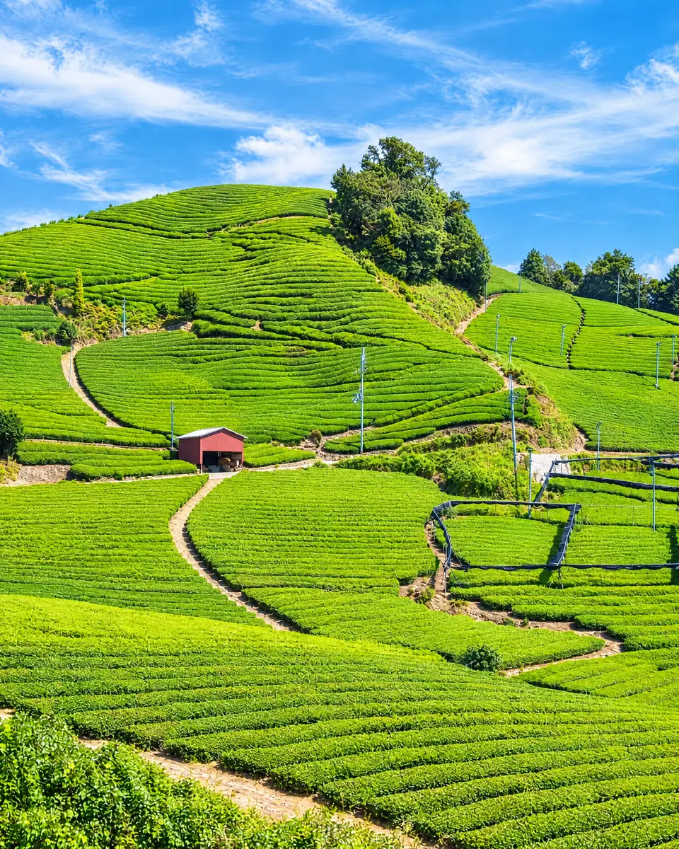 Rows of tea bushes on the hillsides of Wazuka in sunlight