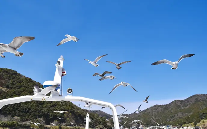 The Ine Bay cruise boat and seagulls