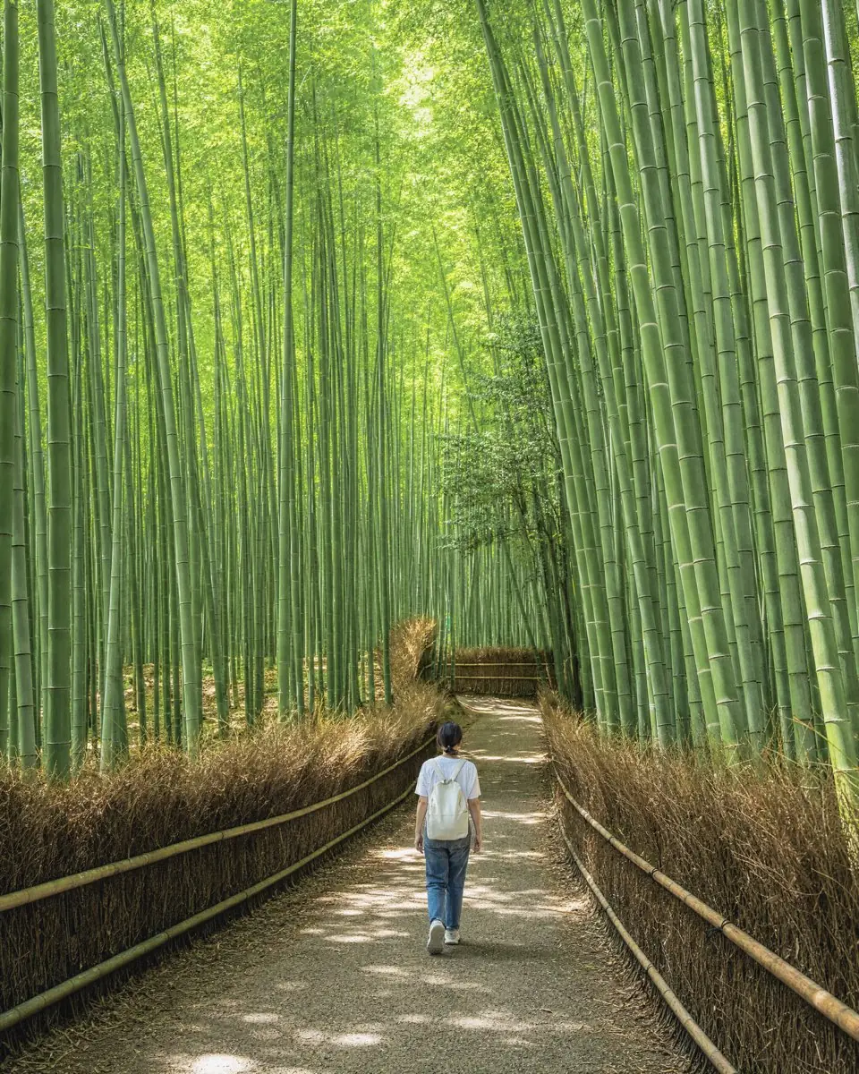 Morning light in the Arashiyama bamboo path
