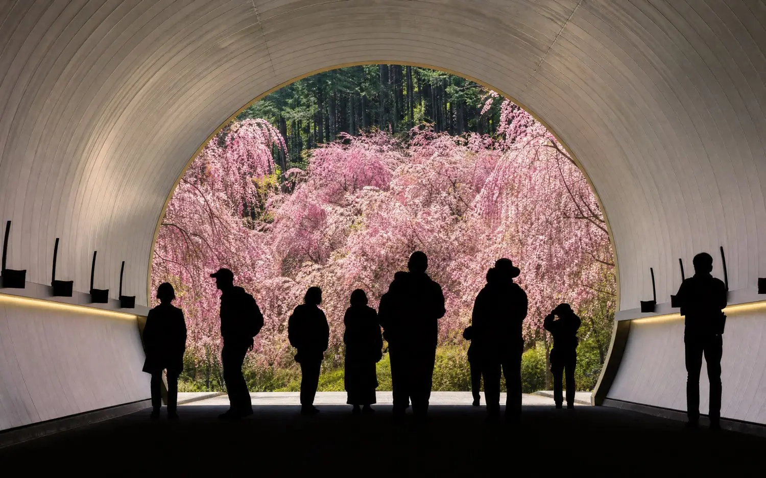 Weeping cherry trees beyond a tunnel