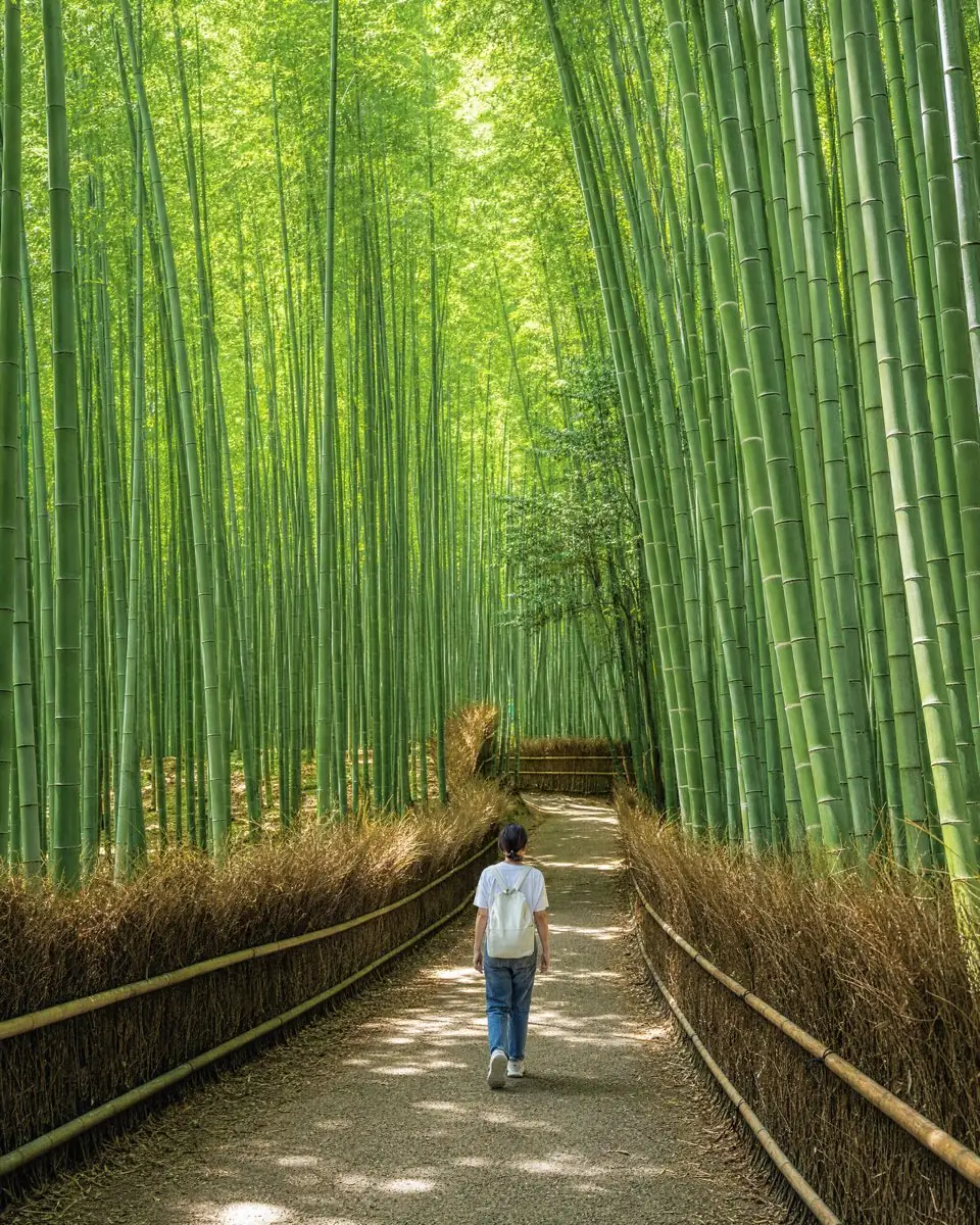 People walking the bamboo path in Arashiyama