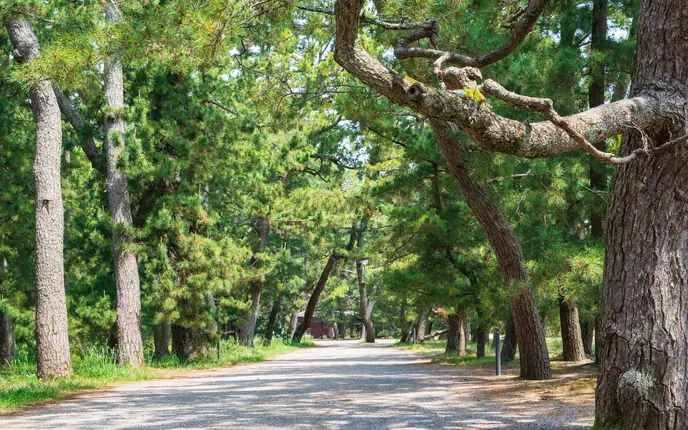 The pine-lined path of Amanohashidate